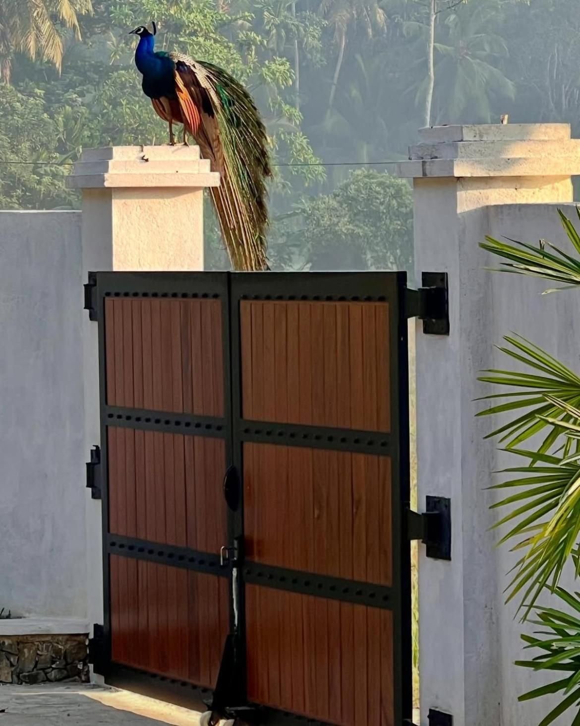 A peacock perched on the teak estate gate