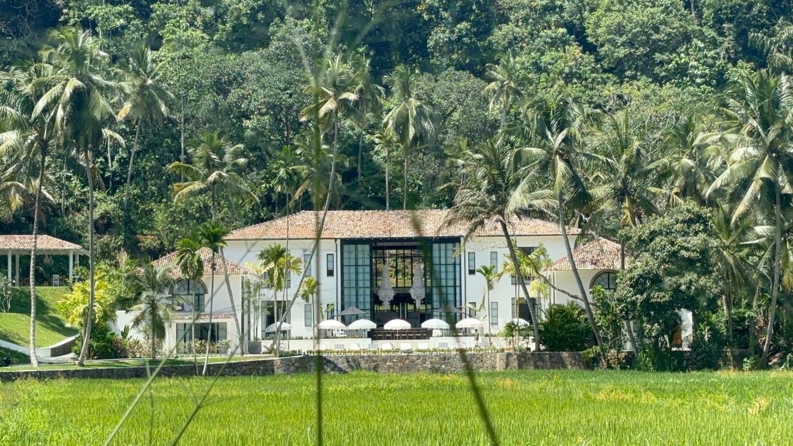 Miss Ceylon seen across the green rice fields